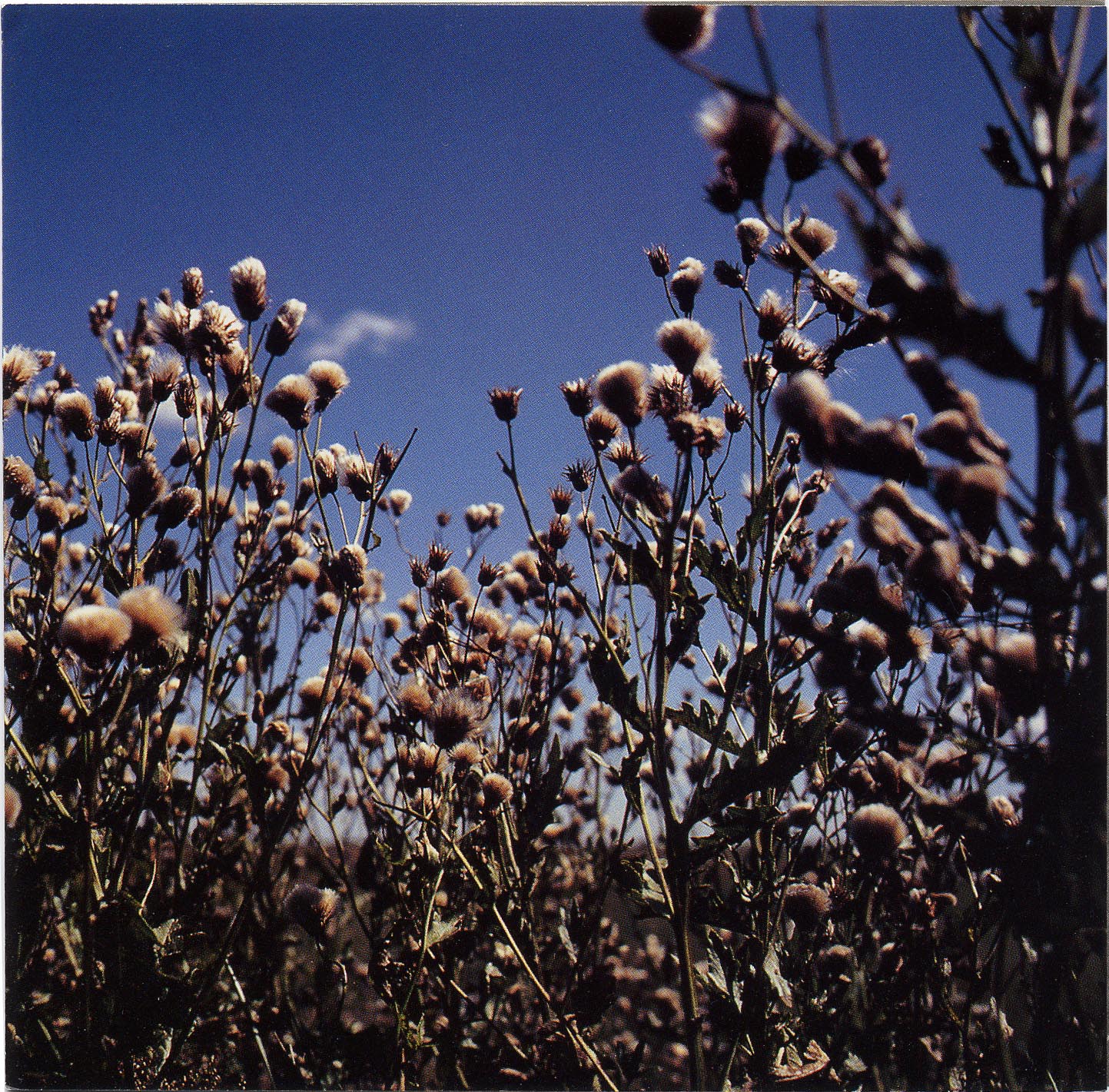 凝解、その後 書き手・森本 山口冨士夫 『PRIVATE CASSETTE』